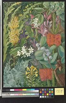 Marianne North Collection: 729. A selection of West Australian Flowers