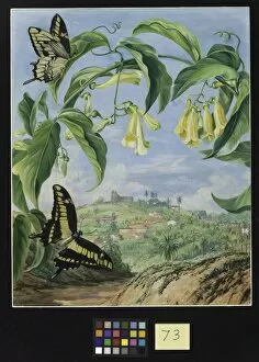 Butterflies Collection: 73. Yellow Bignonia and Swallow-tail Butterflies with a view of