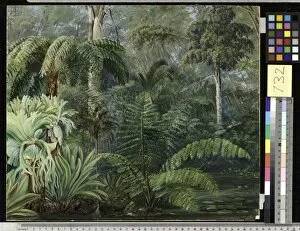 Marianne North Gallery: 732. Palms and Ferns, a scene in the Botanic Garden, Queensland