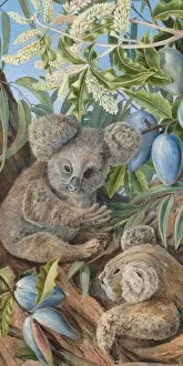 Marianne North Collection: 735. Australian Bears and Australian Pears