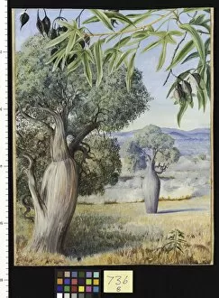 Marianne North Gallery: 736. The Bottle Tree of Queensland
