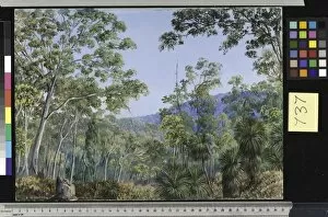 Marianne North Collection: 737. Gum Trees, Grass-trees, and Wattles in a Queensland Forest