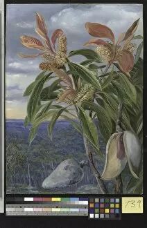 Marianne North Collection: 739. Flowers and Seed - vessels of the Port Jackson Wooden Pear