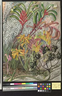 Marianne North Gallery: 740. West Australian Flowers