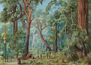 Marianne North Gallery: 741. Scene in a West Australian Forest
