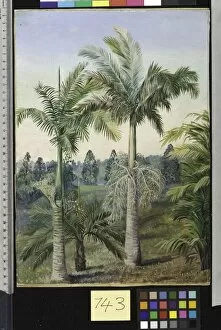 Marianne North Collection: 743. Brisbane Botanic Gardens