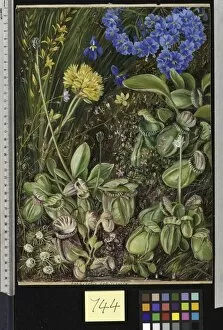 Marianne North Collection: 744. West Australian Plants