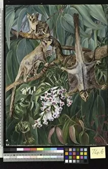Foliage Gallery: 746. Foliage of a Gum Tree and Flowers of Tecoma, with Flying Op