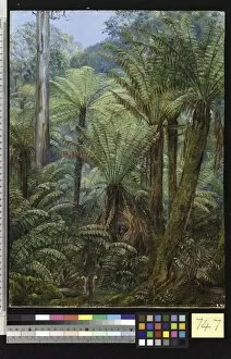Marianne North Collection: 747. Tree Ferns in Victoria, with a nest of the Lyre Bird
