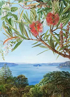 Marianne North Collection: 749. Two Australian shrubs, with Sydney Harbour below