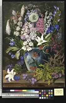 Marianne North Collection: 750. Wild Flowers of Albany, West Australia