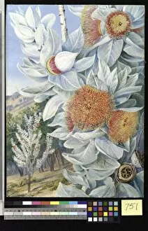 Marianne North Collection: 751. Foliage, Flowers, and Seed-vessels of a rare West Australia