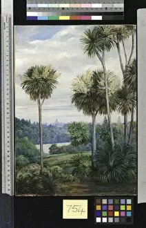 Marianne North Collection: 754. View of Melbourne, from the Botanic Gardens