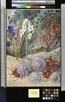 Marianne North Collection: 755. West Australian Sand-loving Plants
