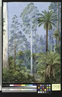 Ferns & mosses Collection: 758. Fernshaw, Victoria