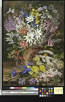 Marianne North Gallery: 759. Wild Flowers of the Blue Mountains, Kew South Wales