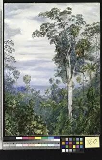 Marianne North Collection: 760. White Gum Trees and Palms, Illawarra, New South Wales