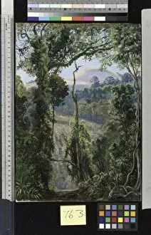 Marianne North Gallery: 763. View, looking out of the Bunya Forest at the summit, Queens