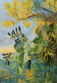 Artist Collection: 766. Flowers of the Flame-tree and yellow and black twiner, West Australia