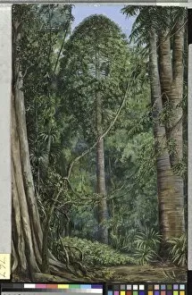 Marianne North Collection: 767. Study of the Bunya-Bunya