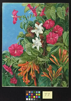 Marianne North Gallery: 77. Wild Flowers at Morro Velho, Brazil