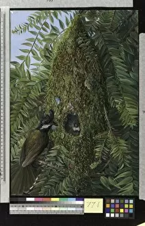 Marianne North Gallery: 771. Nest of the Coachmans Whip Bird, in a Bunya-Bunya, Queensl