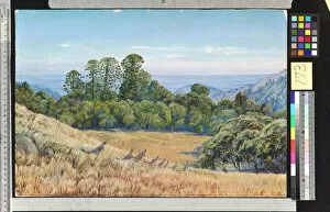 Marianne North Gallery: 773. View in the Bunya-Bunya Forest, Queensland, and Kangaroos
