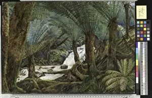 Marianne North Collection: 774. A Natural Fernery in Victoria