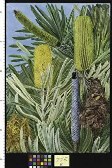 Marianne North Collection: 775. A West Australian Banksia
