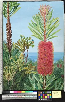 Marianne North Gallery: 776. Flowers of a West Australian Shrub and Kangaroo Feet