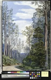 Marianne North Collection: 777. Trees near Fernshaw, Victoria