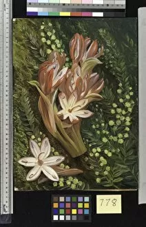 Marianne North Gallery: 778. Australian Spear Lily and an Acacia