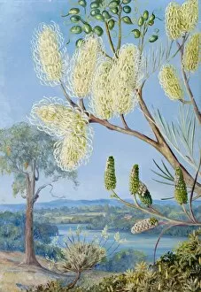 Marianne North Gallery: 780. Branch of a Grevillea, and a View on the Swan River, West Australia