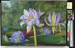 Flowers Collection: 783. View in the Botanic Garden, Brisbane, Queensland