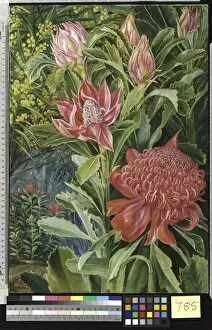 Marianne North Gallery: 785. Flowers of the Waratah, of New South Wales