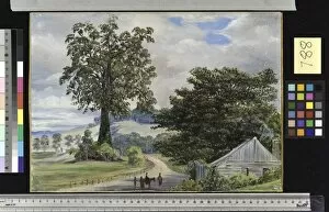 Marianne North Gallery: 788. Fig-tree Village, and its Big Godfather, Illawarra