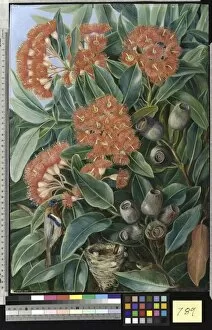 Marianne North Collection: 789. Flowers and Seed-vessels of a West Australian Gum Tree and