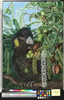 Marianne North Gallery: 790. Foliage, Flowers, and Fruit of a Queensland Tree, and Black