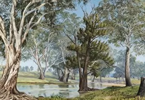 New South Wales Collection: 792. Plant and Animal Life at Mudgee, New South Wales