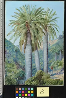 Marianne North Collection: 8. Chilian Palms in the Valley of Salto