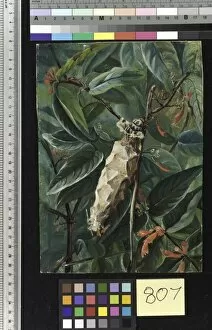 Marianne North Gallery: 807. The House-builder Caterpillar, on a flowering shrub, Brazil