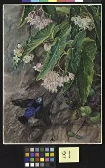 Marianne North Collection: 81. Brazilian Flowers
