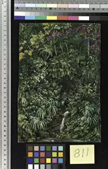 Marianne North Collection: 811. Glimpse in a Glen at Gongo, Brazil