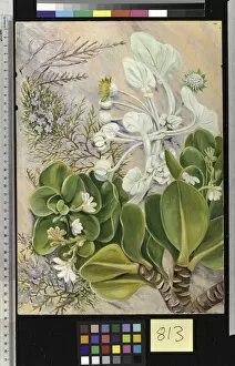Marianne North Collection: 813. Plants of the Sandy-shore at Port Alfred, South Africa