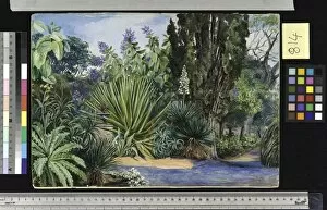Marianne North Collection: 814. View in the Garden of Acclimatisation, Teneriffe