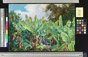 Marianne North Gallery: 816. Study of Chinese Bananas and Bamboos, Teneiffe