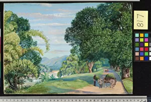 Marianne North Collection: 817. View at Peradeniya, Ceylon