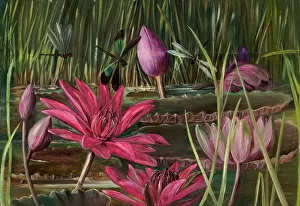 Artist Gallery: 818. Red Water Lily of Southern India