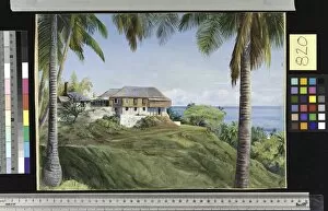 Jamaica Gallery: 820. Spring Gardens, Jamaica, with its Cocoanut Palms