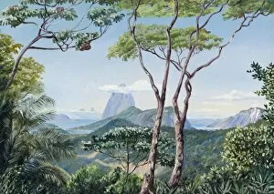 Marianne North Collection: 823. View of the Sugarloaf Mountain from the Aqueduct Road, Rio Janeiro